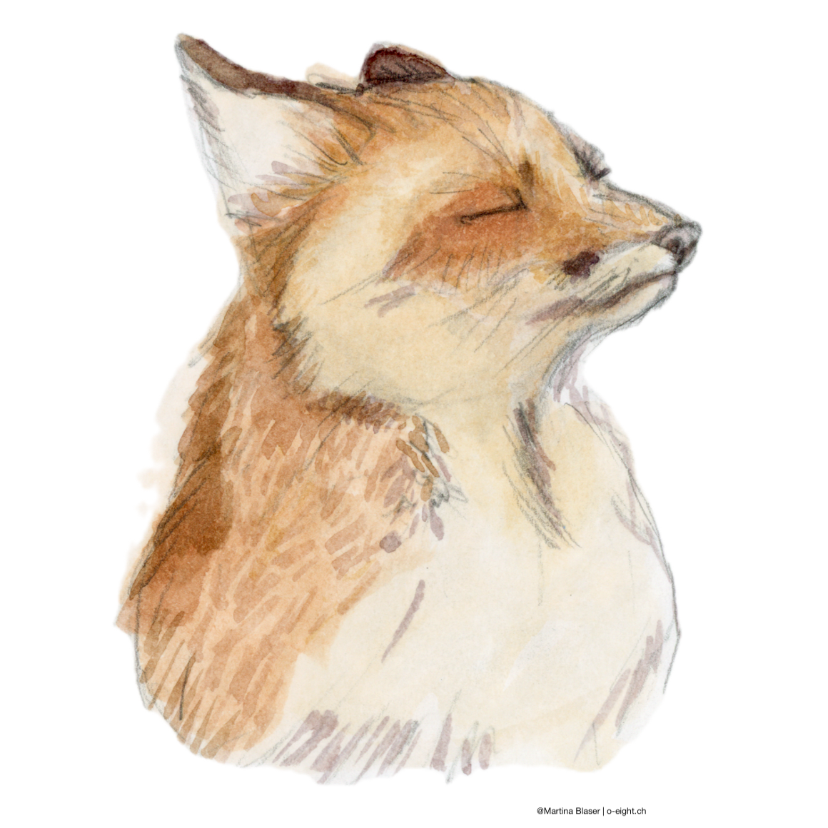 Dreaming Fox Dreaming Fox